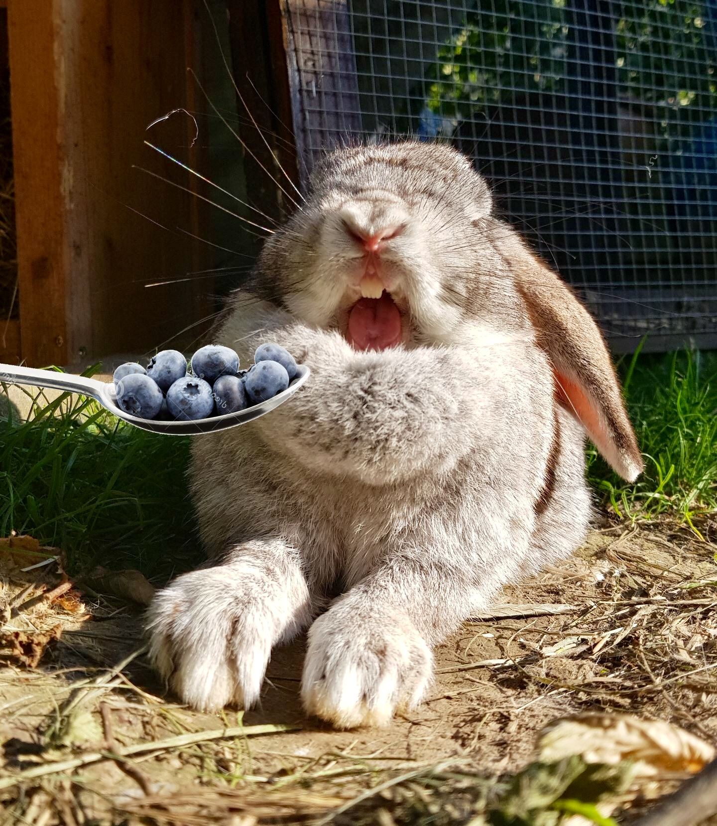 Can Rabbit Eat Raspberries? Here Bunny