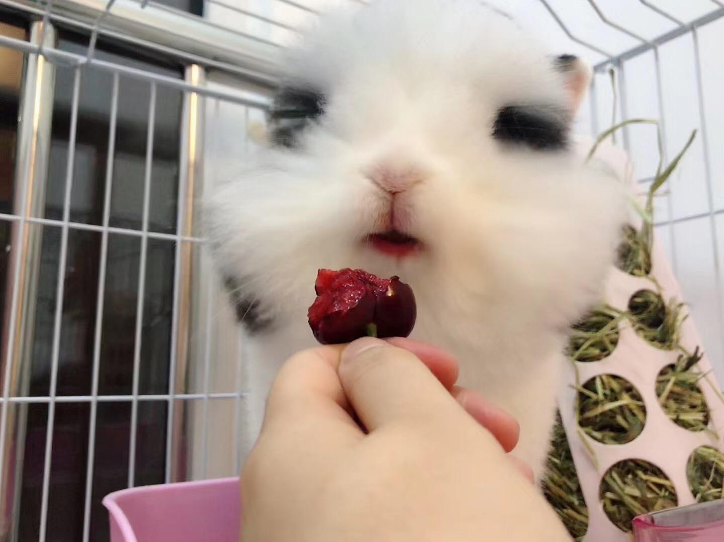 Can Rabbits Eat Cherries? Here Bunny