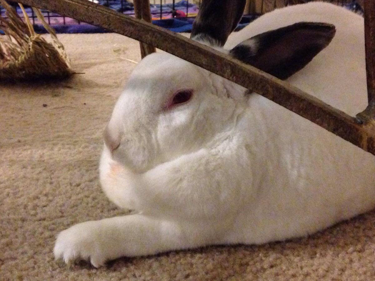 Appearance of Rabbit Dewlap Meaning Here Bunny