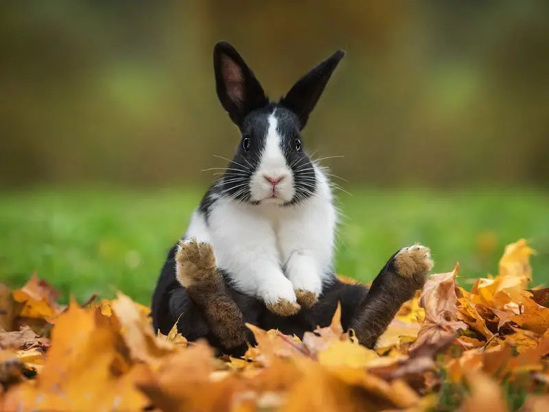 What To Do When Your Rabbit Is Screaming? Here Bunny
