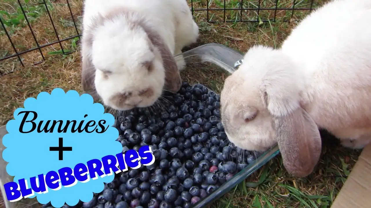 Can Bunnies Eat Blueberries? Here Bunny