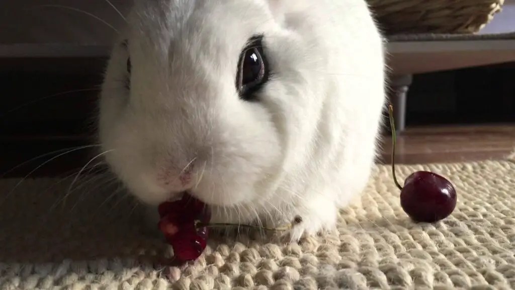 Cherries For Rabbits Feeding Guide, Nutrition & Facts Here Bunny