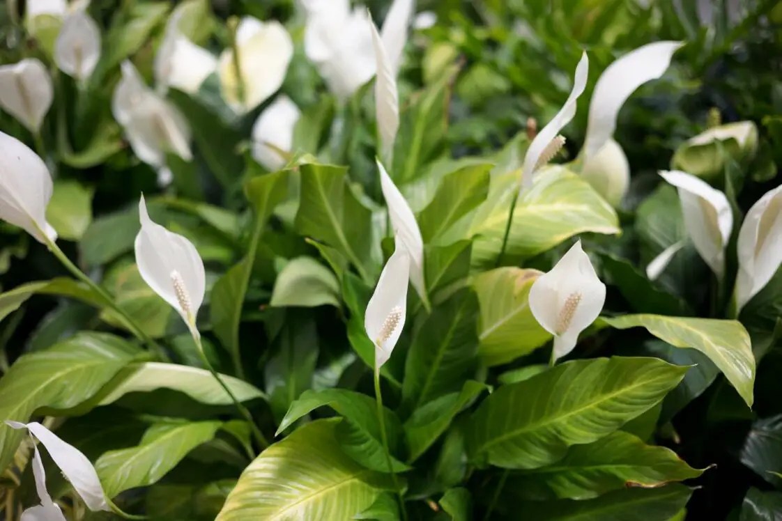 Is Peace Lily Poisonous To Your Rabbits? (Facts, Diagnosis & Food