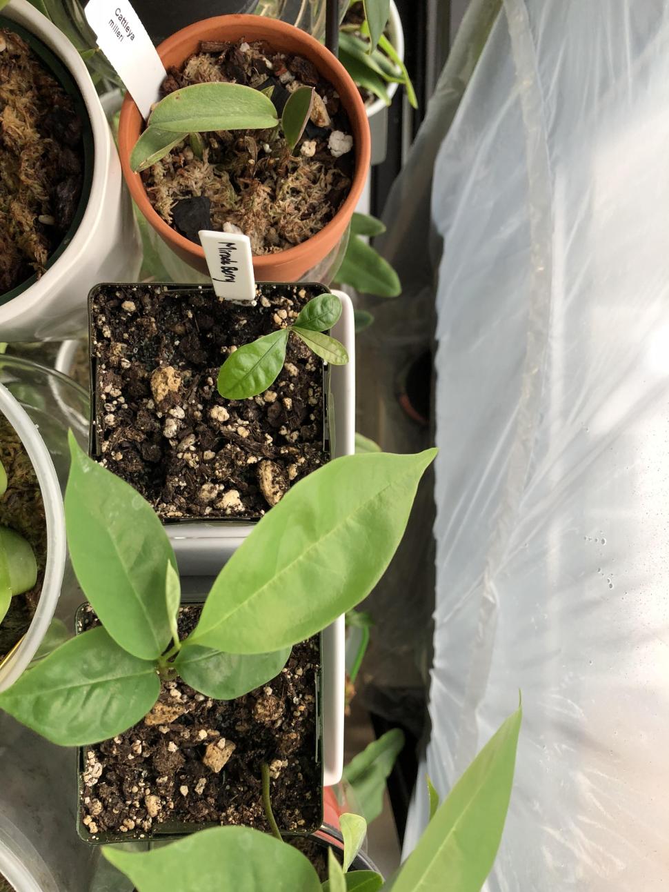 Growing the Miracle Berry from Seed Care & Culture of Synsepalum