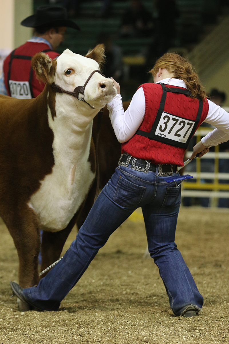 American Hereford National Western American Hereford