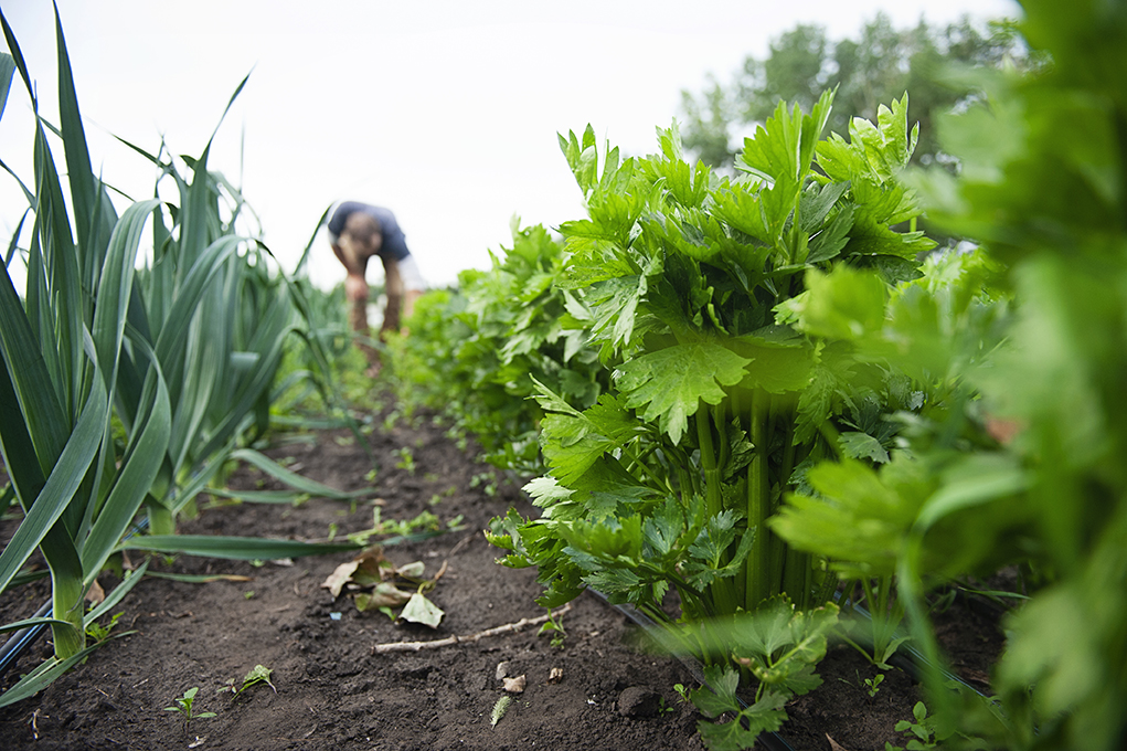 Homemade Celery Salt Here In The Midst