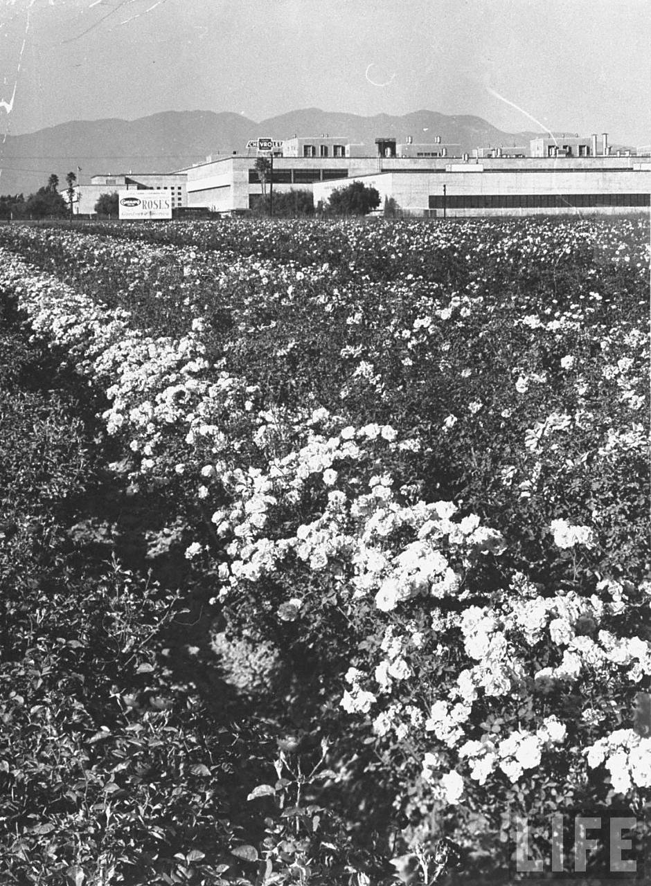 Van Nuys A Look Back. Here in Van Nuys