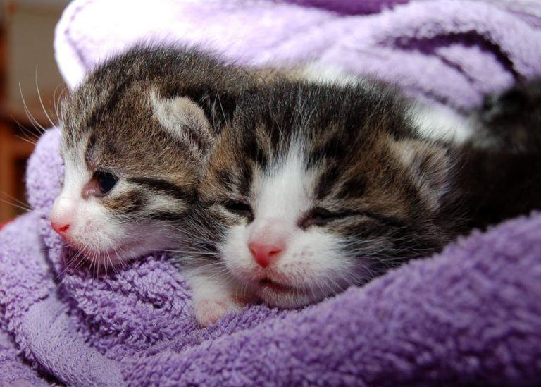 When Do Kittens Start Pooping? The Complete Guide To Your Kitten’s