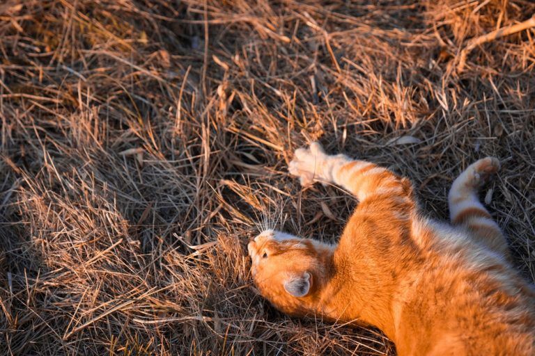 Why Do Cats Roll In Dirt? Understanding Your Cat’s Behavior