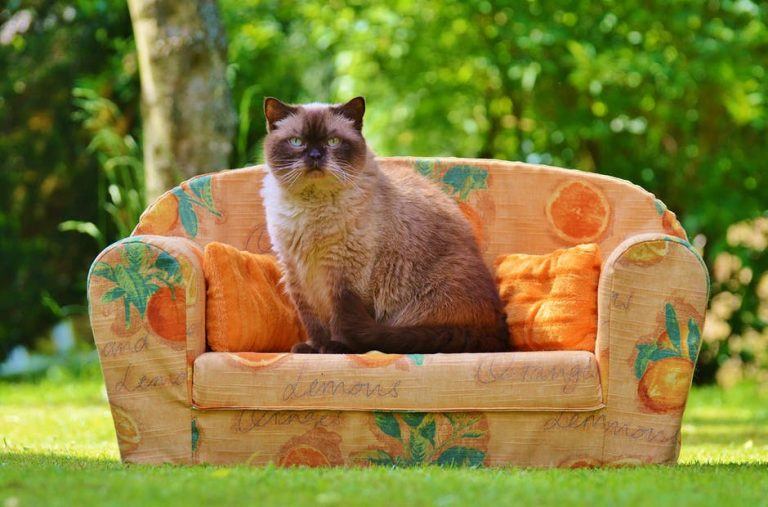 Why Is My Cat Peeing On My Couch? Tips To Solve Irregular Cat Peeing