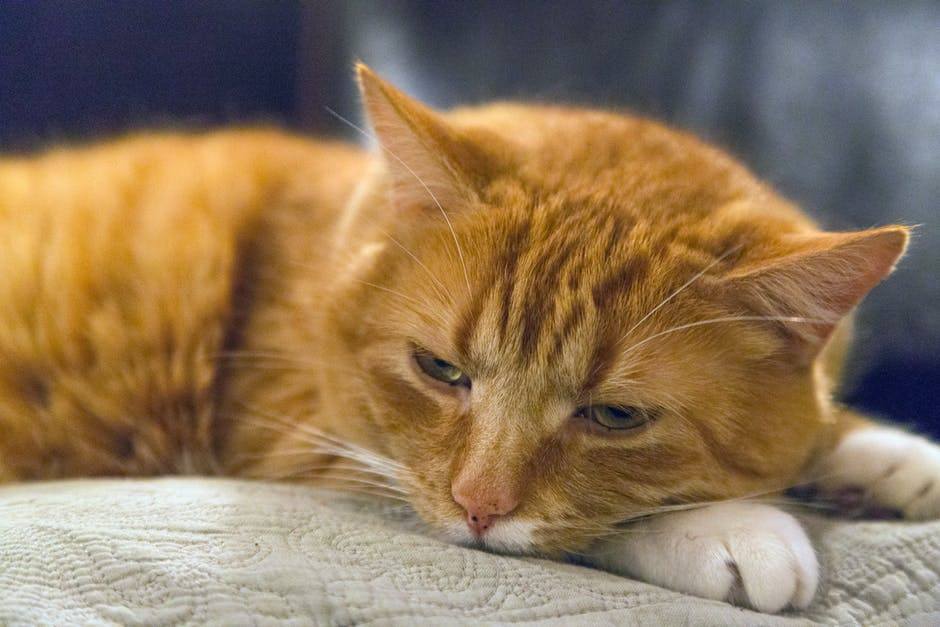 Why Is My Cat Peeing On My Couch? Tips To Solve Irregular Cat Peeing