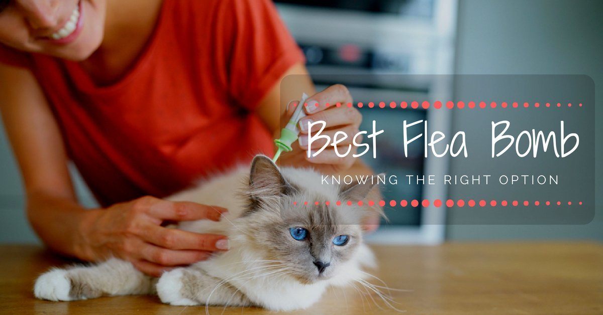 Best Flea Bomb Knowing the Right Option