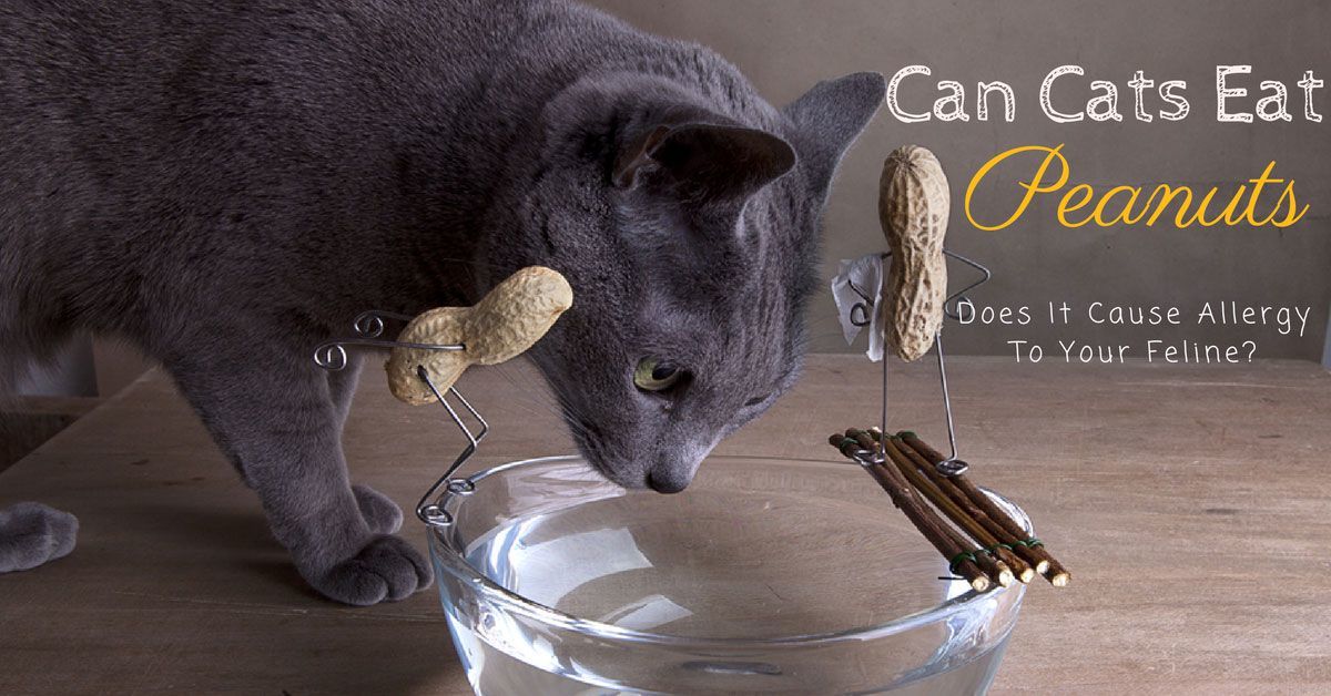 Can Cats Eat Peanuts Does It Cause Allergy To Your Feline