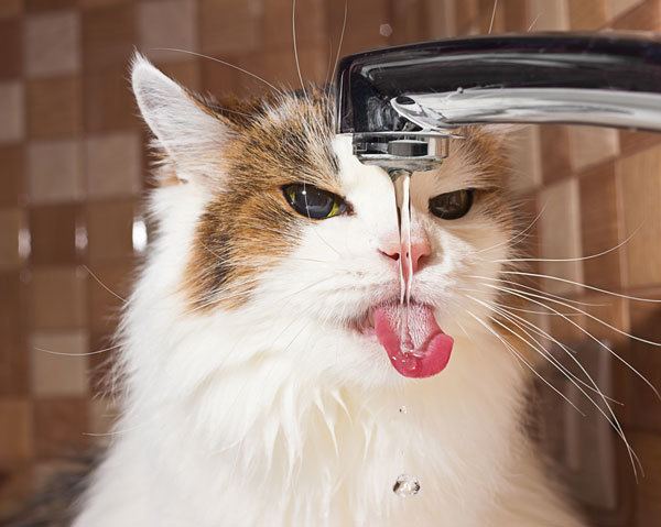 How Long Can A Cat Go Without Water? Does Your Feline Suffer From