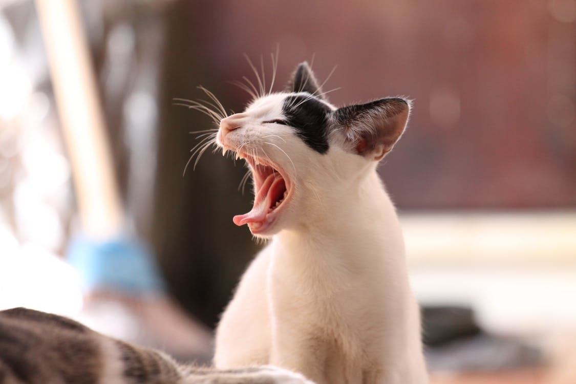 How To Clean Cat's Teeth? 10 Ways To Protect Your Cat's Oral Health