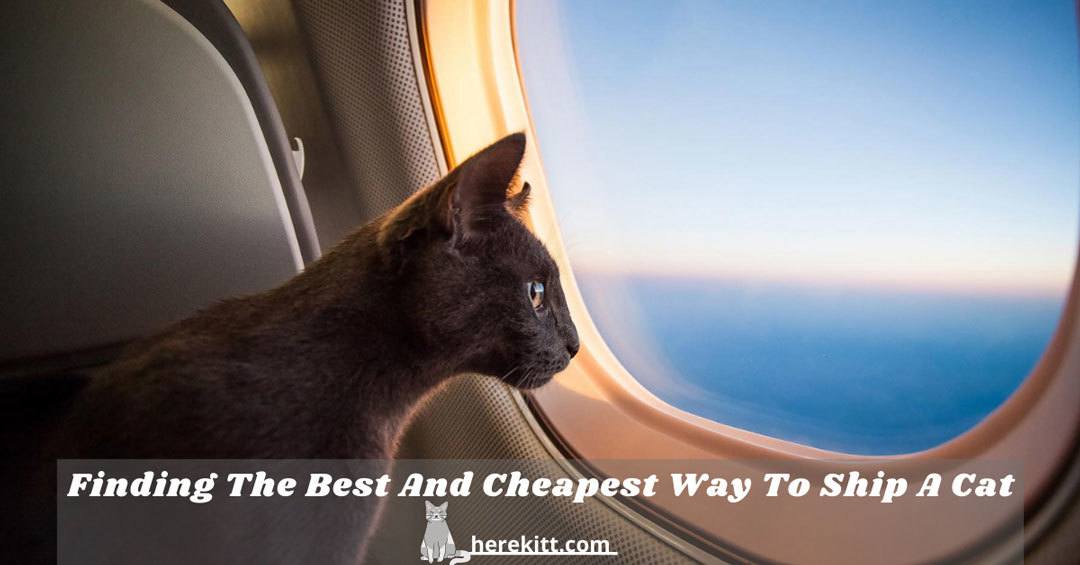 Finding The Best And Cheapest Way To Ship A Cat