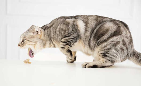 Cat Throwing Up Clear Liquid Causes And Treatment