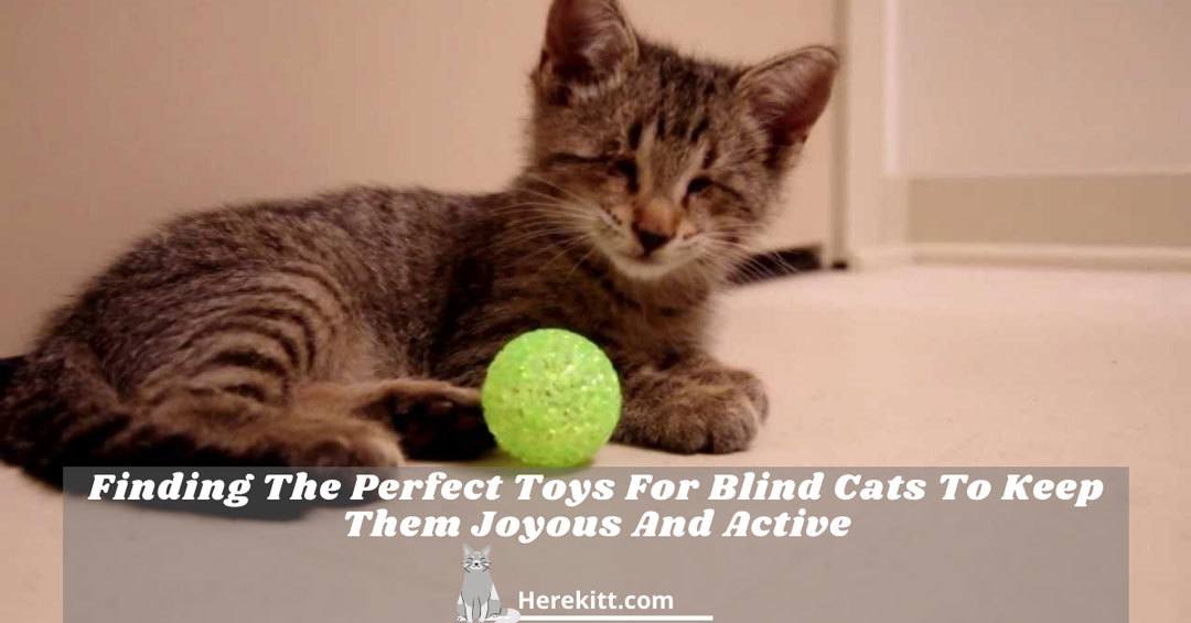 Finding The Perfect Toys For Blind Cats To Keep Them Joyous And Active