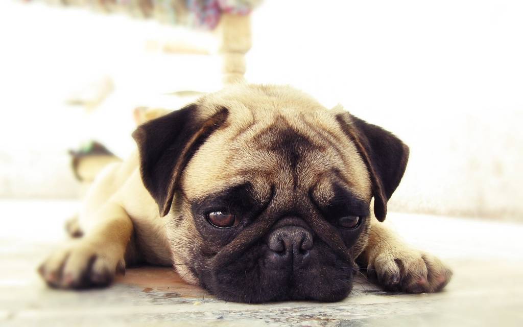 Is Your Dog Vomiting Water? It Could be a Clear Warning Sign