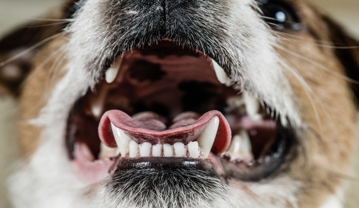 How Many Teeth Does a Dog Have? (The Basics on a Dental Topic)