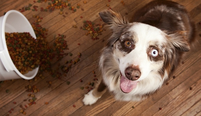 Good Boy Best Dog Food for Australian Shepherds HerePup!