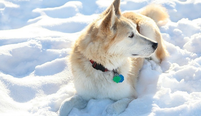 Bold and Beautiful A Look at the Golden Retriever Husky