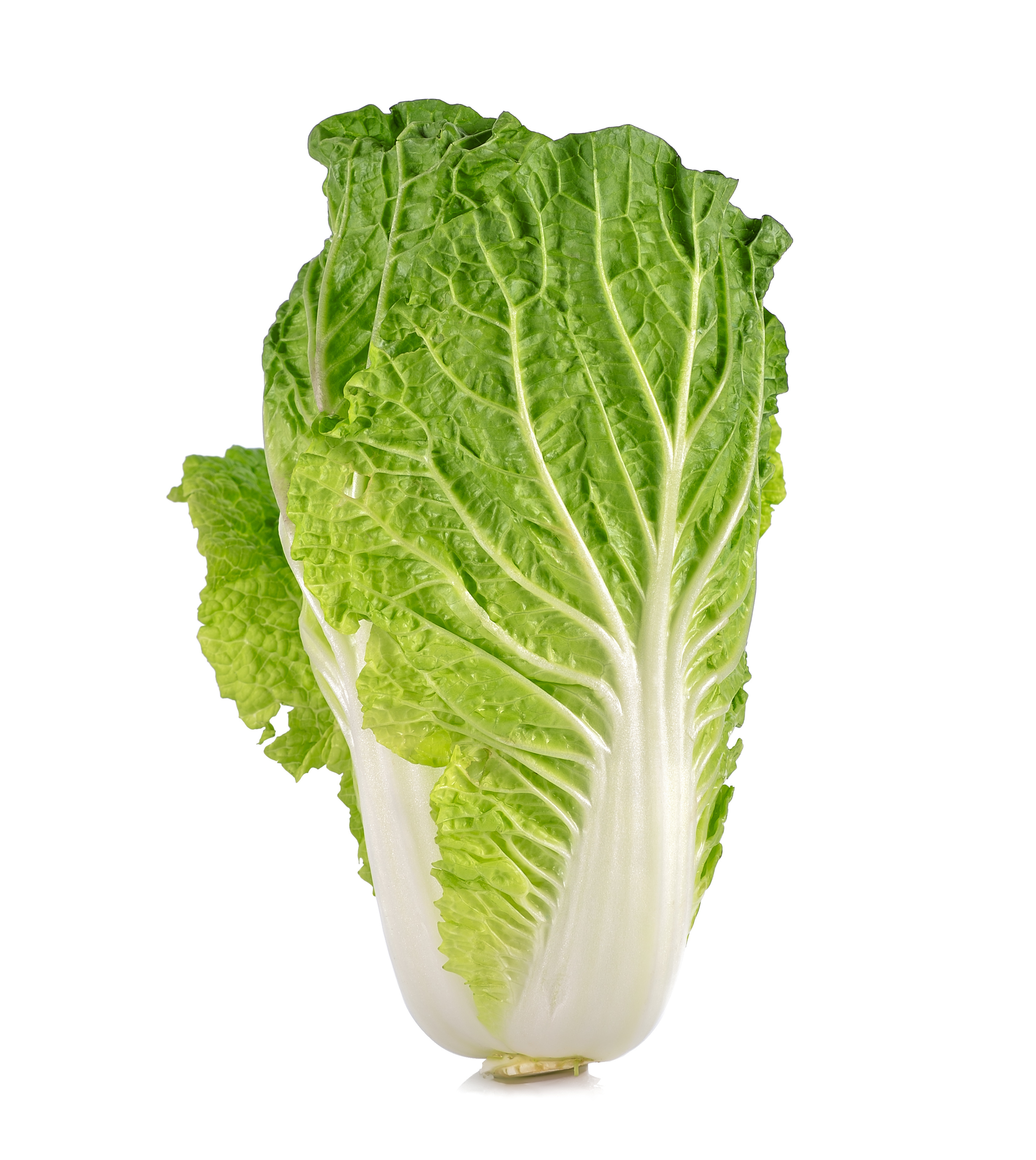 Can Dogs Eat Cabbage? Is Cabbage Safe for Dogs? Herepup