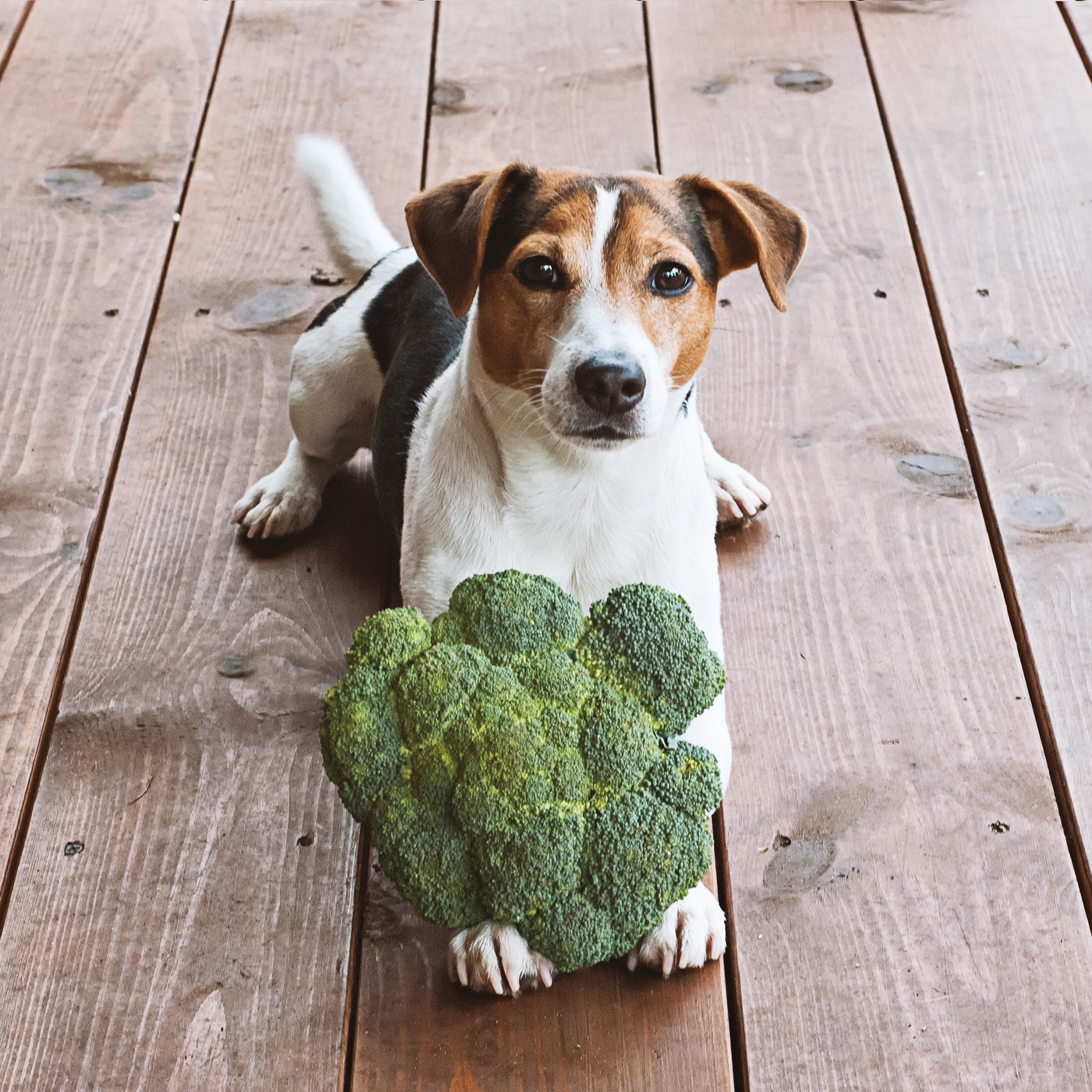43 Can Dogs Have Cooked Cabbage Home