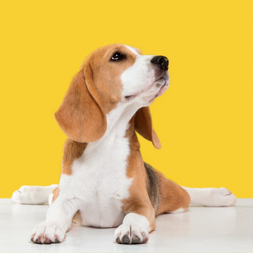 Best Dogs for Seniors Top Dogs for Elderly Herepup