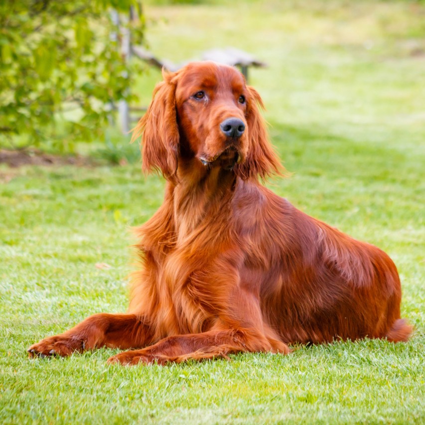 Hunting Breeds Best Hunting Dogs Herepup