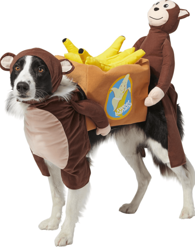 DIY Halloween Costumes for Dogs (+ Alternatives You Can Buy!) Herepup