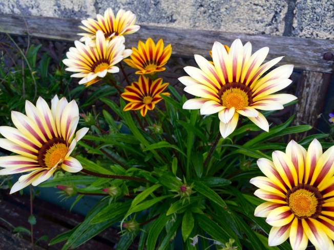 lilies heretherebespiders