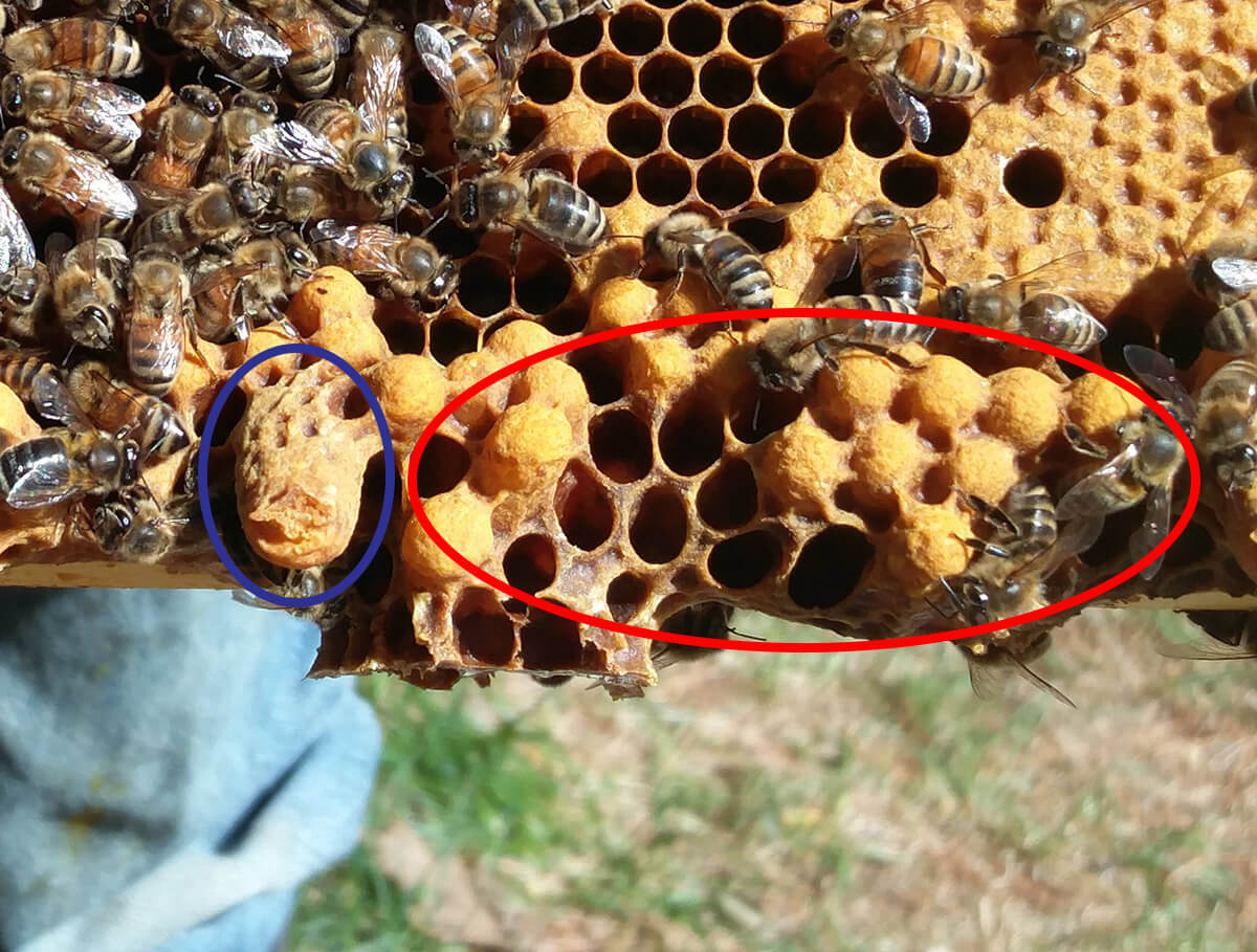 The Kraken Wakes (aka the Dreaded Drone Layer) Here We Bee