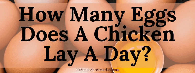 How Many Eggs Does A Chicken Lay A Day? » Heritage Acres Market LLC