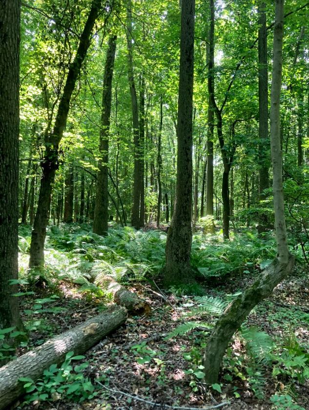 Croydon Woods Nature Preserve Cleanup and Habitat Improvement