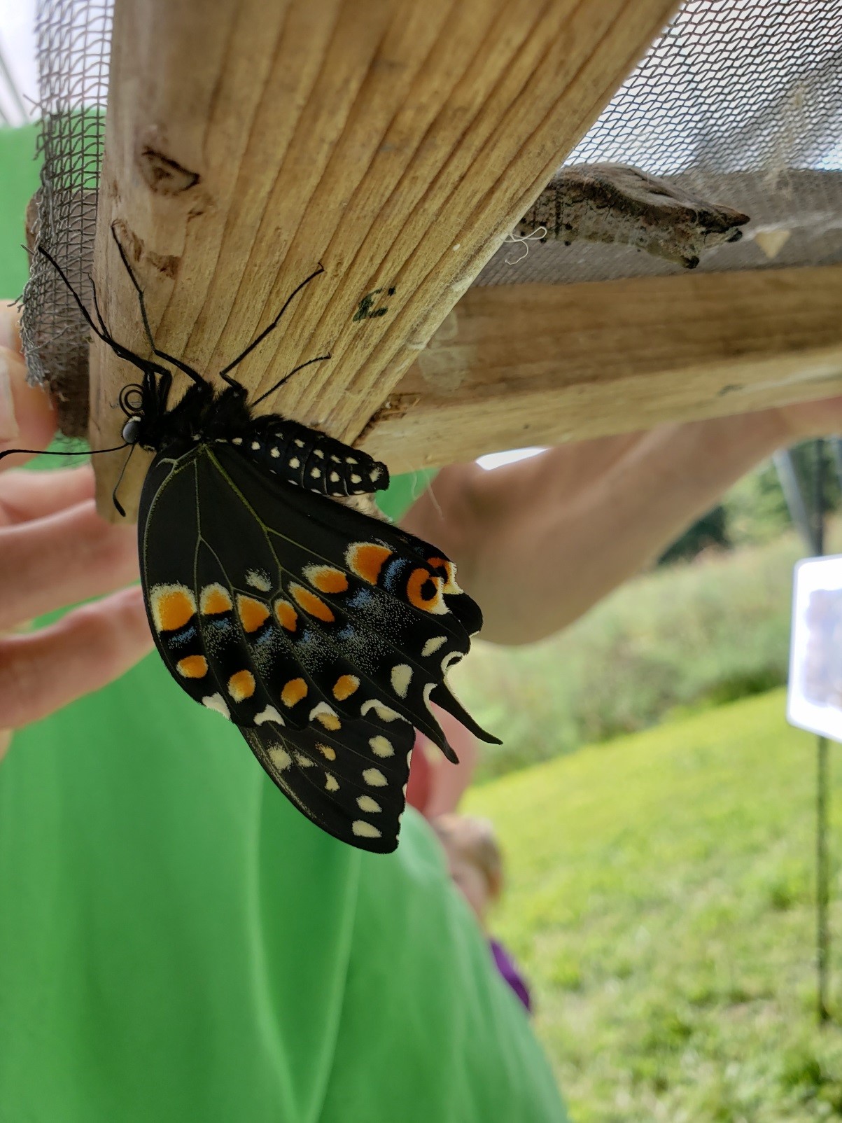 Pollinators Butterflies and Bees Heritage Conservancy