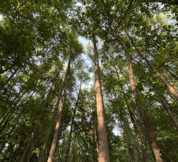 BioBlitz Celebration Held at Croydon Woods Nature Preserve Heritage