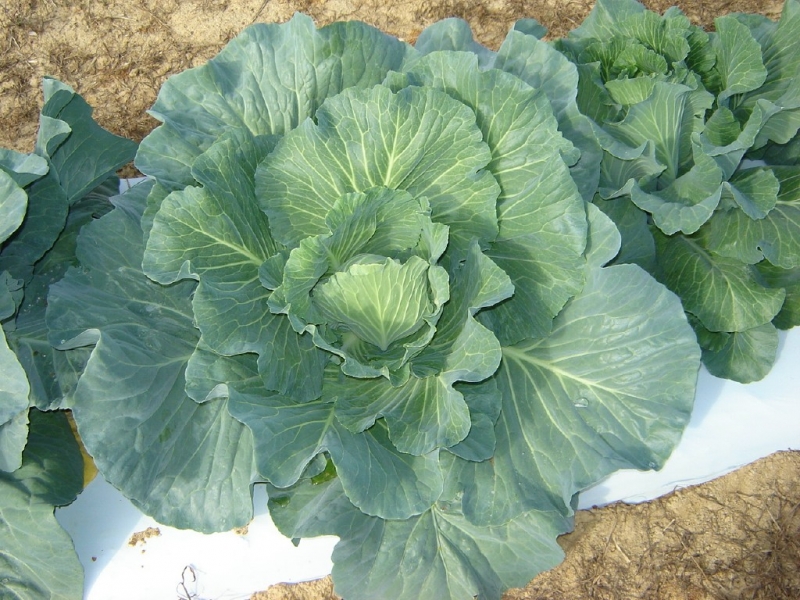 Green Cabbage Produce Section Heritage Fields Farm