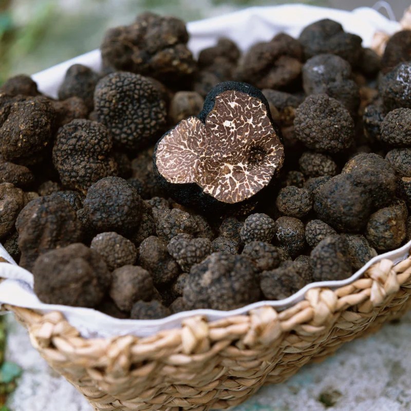 Truffle Tree The Heritage Nursery
