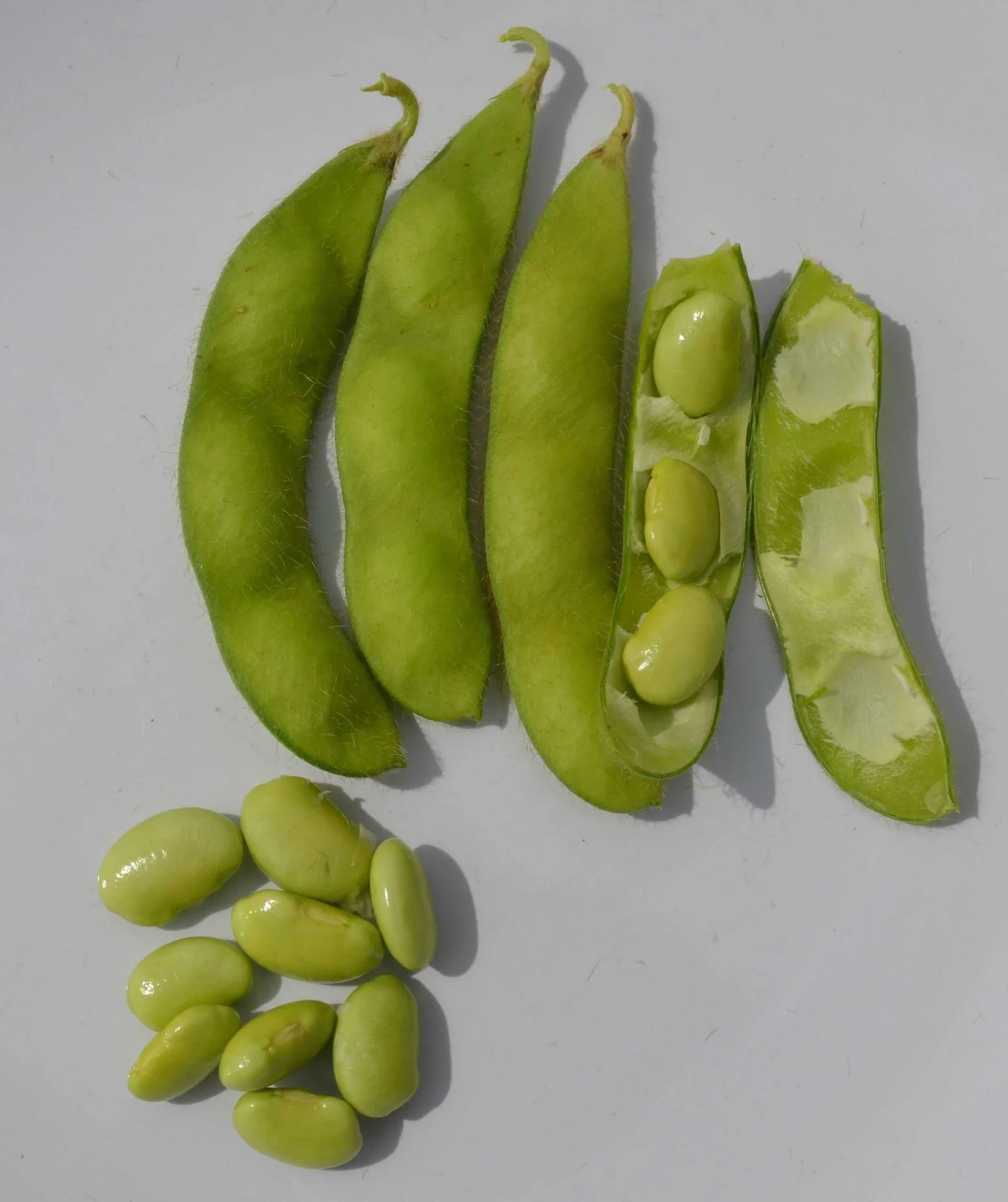 Organic Bean Edamame ‘Green Shell’ The Heritage Organic Seed Company