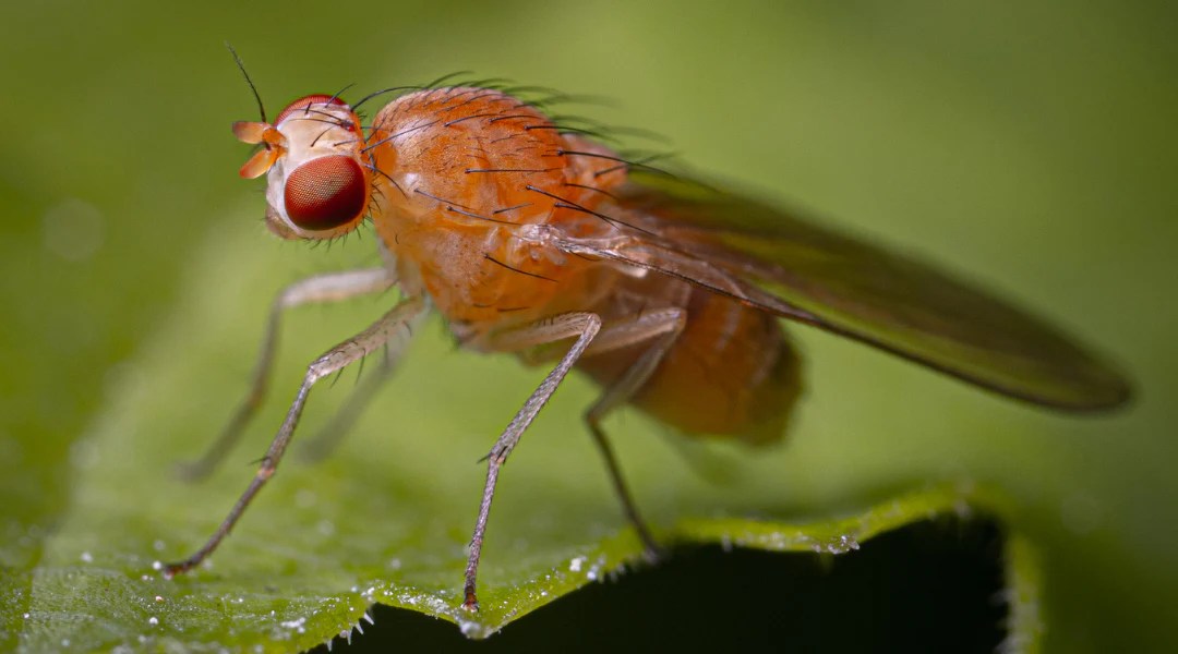 Get Rid of Fruit Flies, Drain Flies, and Fungus Gnats