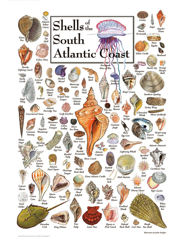Fish of the South Atlantic Coast Puzzle Jigsaw Puzzles