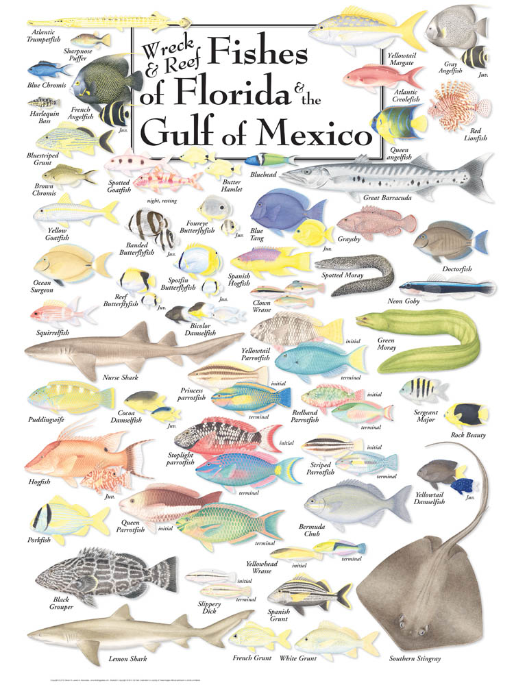 Orange Fish In Mexico at Juan Dragon blog