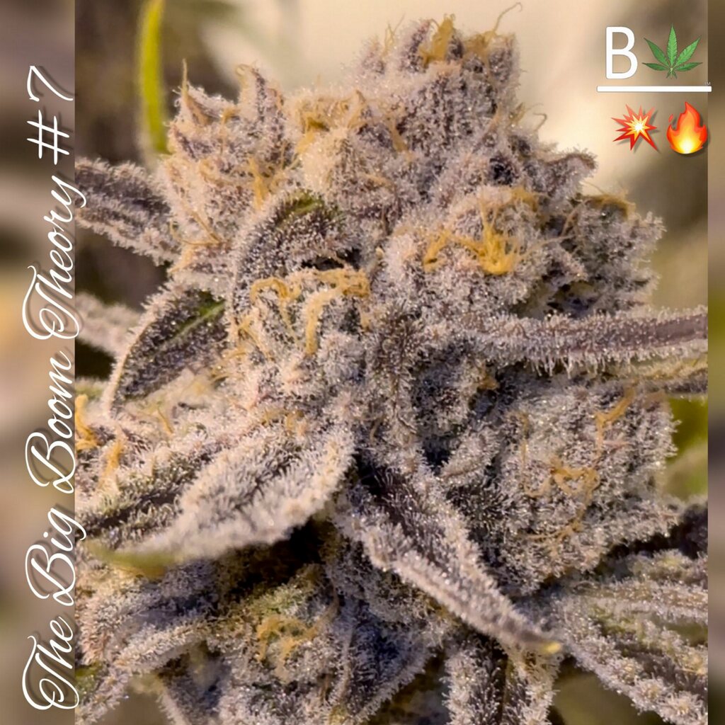 Beleaf Seeds Big Boom Theory Heritage Seedbank