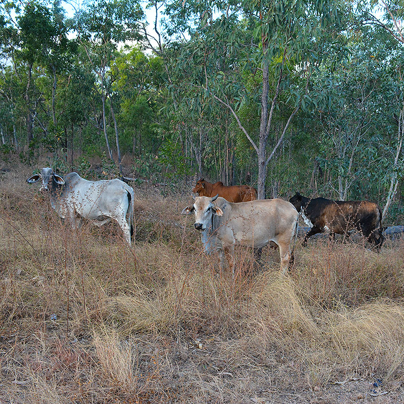 When’s the Best Time to Visit Cape York May to October Heritage Tours