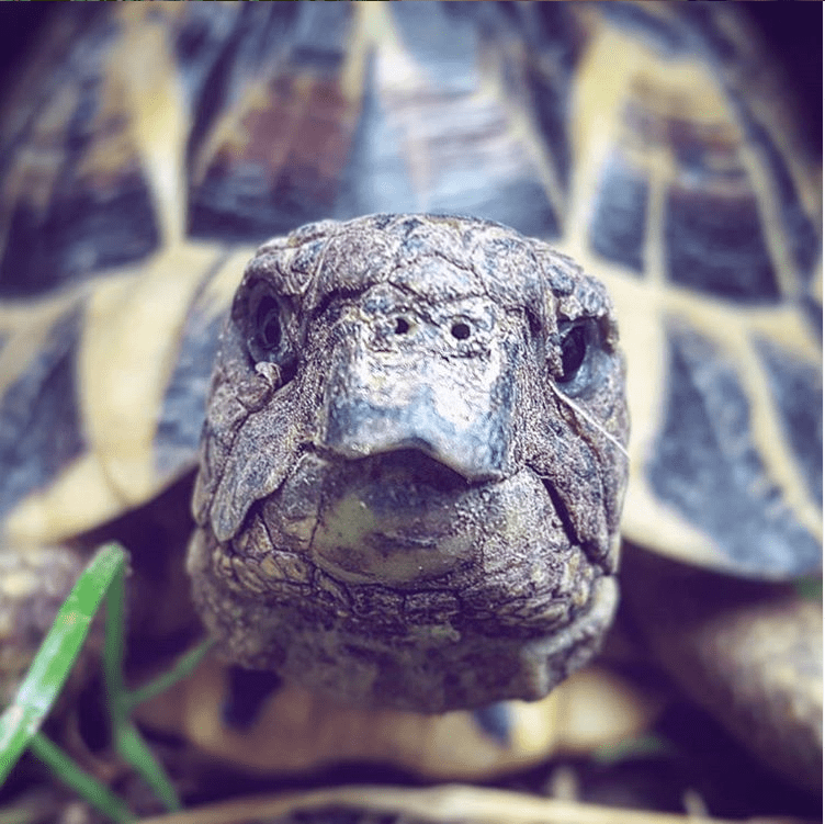 Les tortues d'Hermann