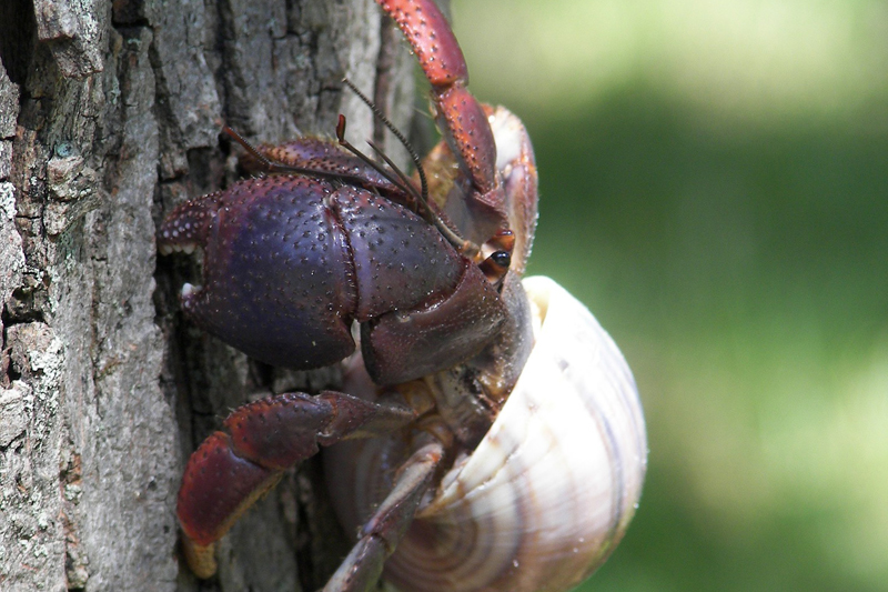 Why Hermit Crabs Are Great Pets