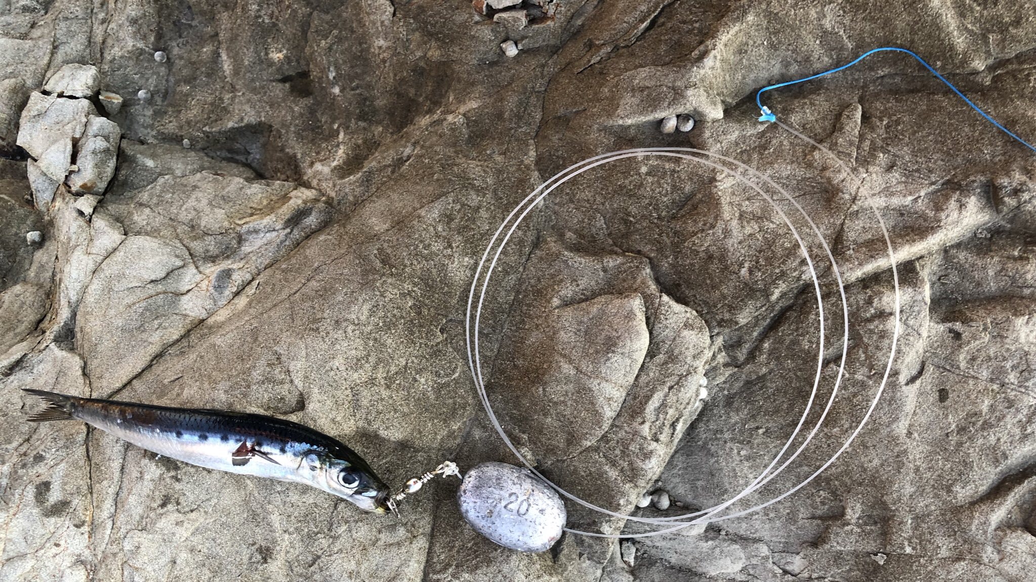 ウツボの釣り方・釣れる場所・使用した道具｜実際に釣れた仕掛けを紹介します 隠者ガリオの自然日記