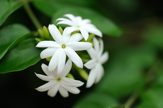 Jasmine Absolute (Jasminum officinale) from
