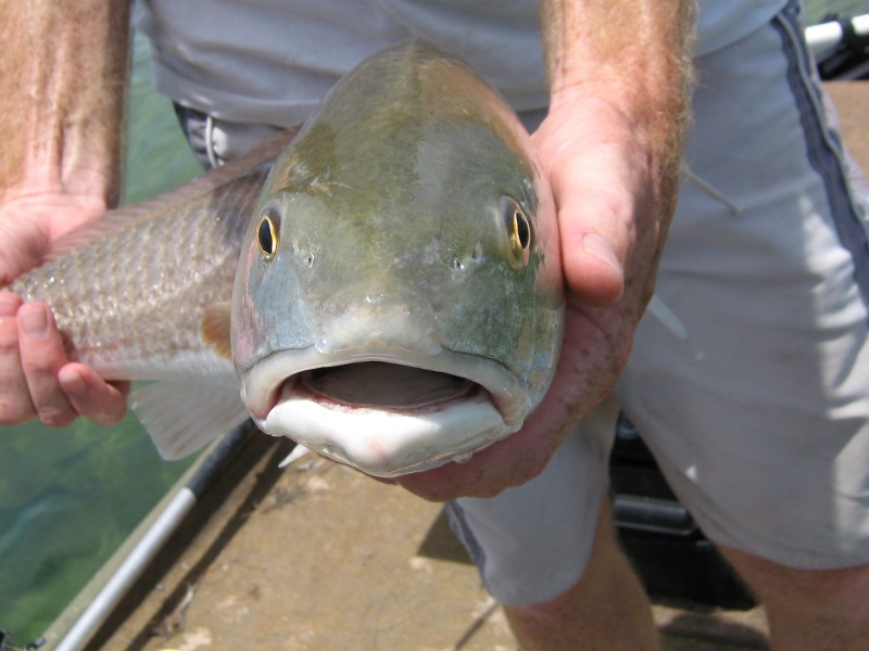 Hernando Fish Identification and Tips Redfish Red Drum